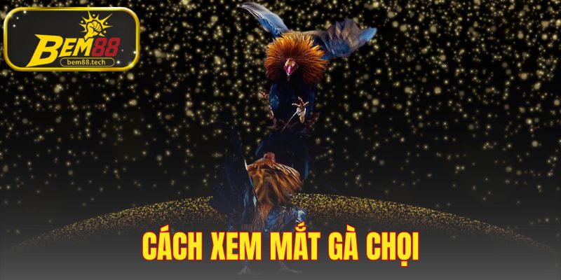 Cách Xem Mắt Gà Chọi
