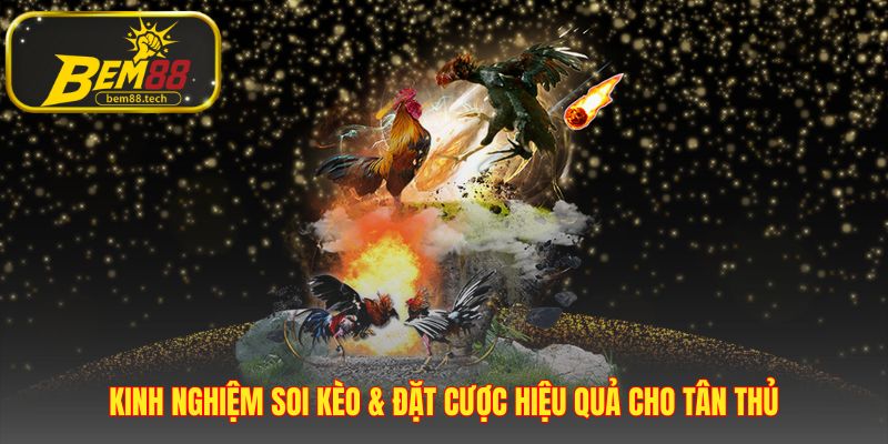 Đặt cược hiệu quả nhờ kinh nghiệm soi kèo từ các sư kê