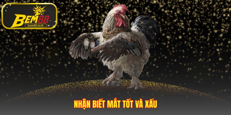 Cách xem mắt gà chọi tốt xấu qua độ trong và thần thái