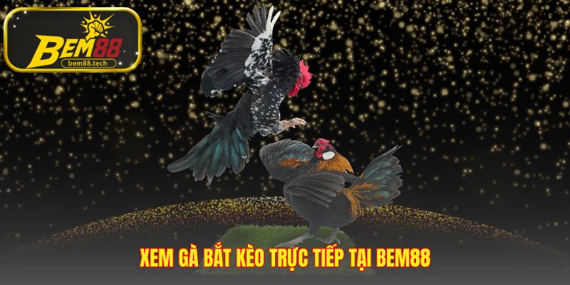 Cách xem mắt gà chọi trực tiếp qua 4 bước soi kèo hiệu quả