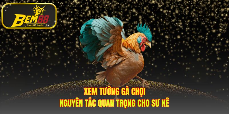 Xem tướng gà chọi hé lộ bản lĩnh và ý chí từ cặp mắt