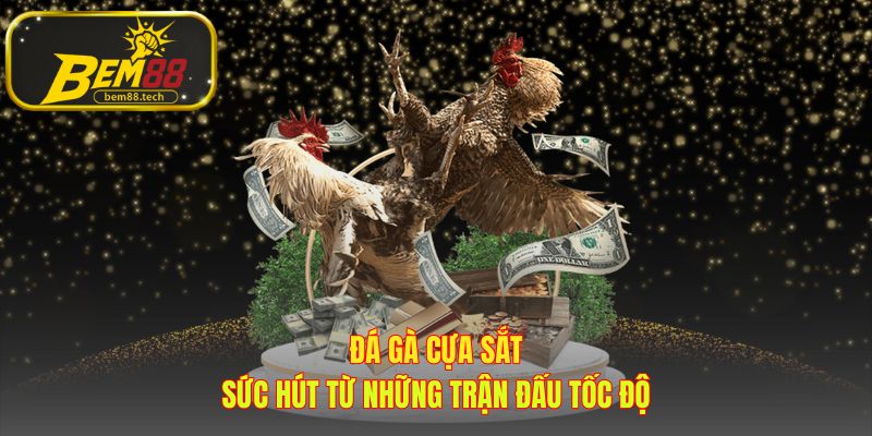 Đá gà cựa sắt hấp dẫn nhờ tốc độ và vũ khí sát thương cao