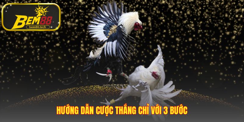 Quy trình cá cược đá gà BEM88 chỉ với ba thao tác