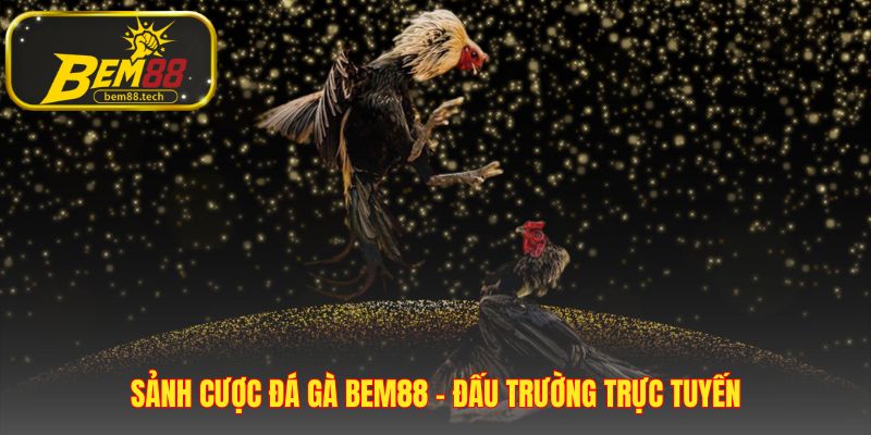 Nền tảng phát sóng độc quyền từ các trường gà uy tín
